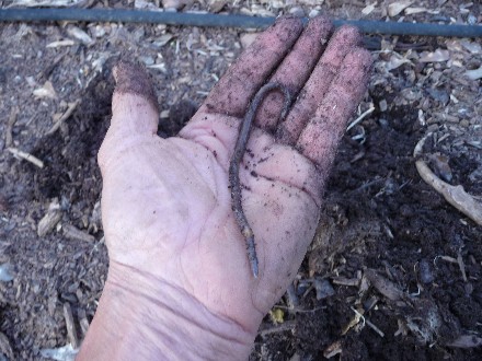 Web 2012-04-15 Planting Back To The Garden 034.jpg